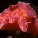 Illustration for article titled Striking Photographs Of Sea Slugs Expose The Alien World Under the Sea